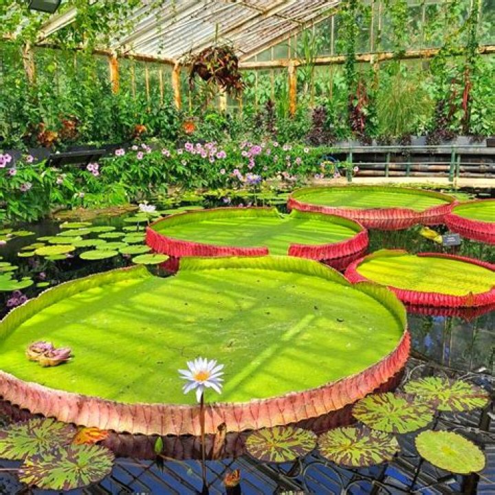A World Of Botanical Wordplay