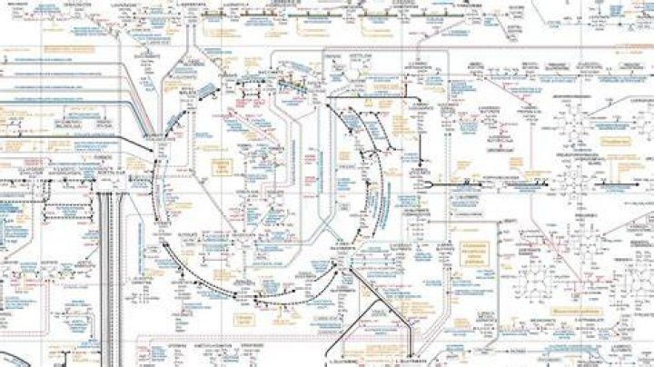 All Biochemical Pathways Share A Common Thread