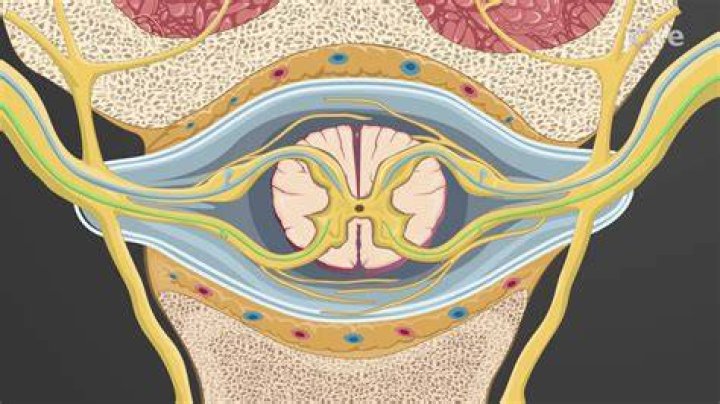 Discover The Secrets Of Spinal Health With Dr. Matt Rogers, Washington, DC's