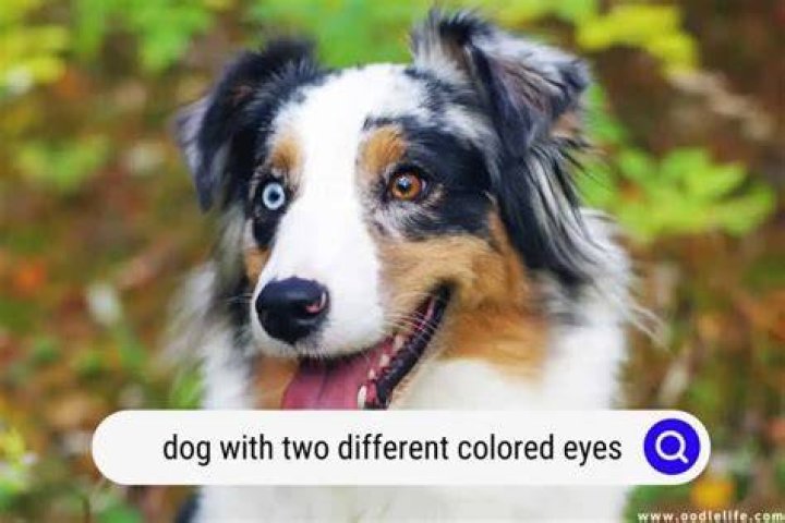 Does Victoria Pedretti have 2 different color eyes?