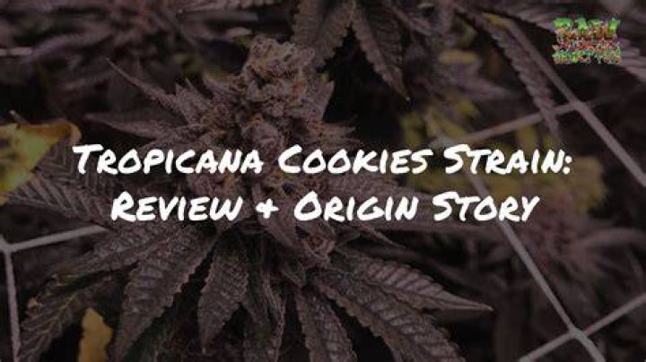 Grow Tips for Growing the Tropicana Cookies Cannabis Strain