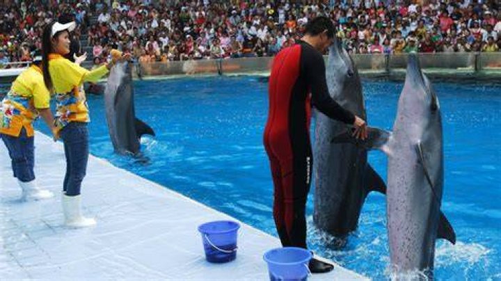 How Smart Are Dolphins Really? A Ranking of Dolphins Against Other Animals Best Life