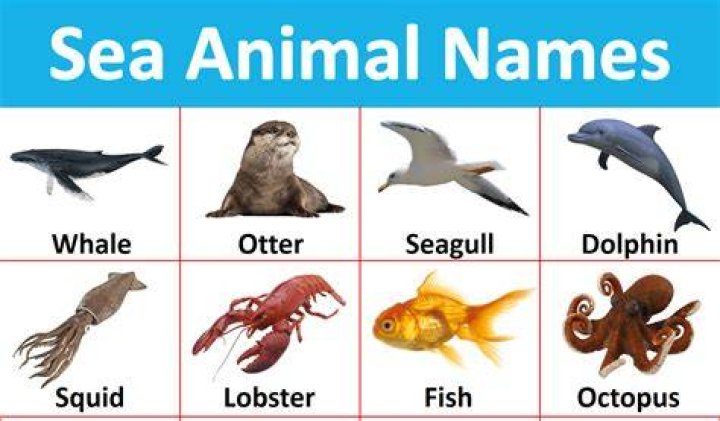 NAME SOMETHING YOU FIND IN A FISH TANK Text or Die Answers ·