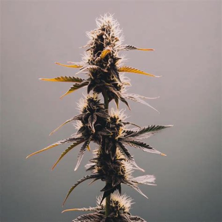 Overview of the Tropicana Cookies Cannabis Strain
