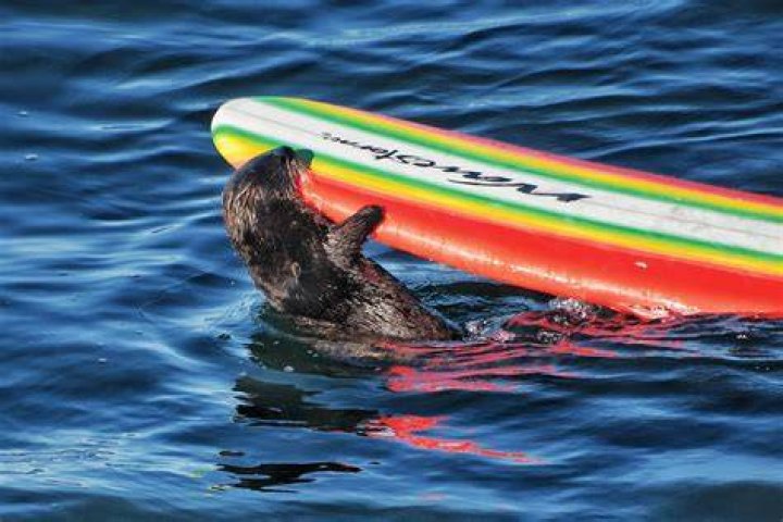 Sea Otters Steal Surfboards, Claims They Are Joining 'Orca Uprising'
