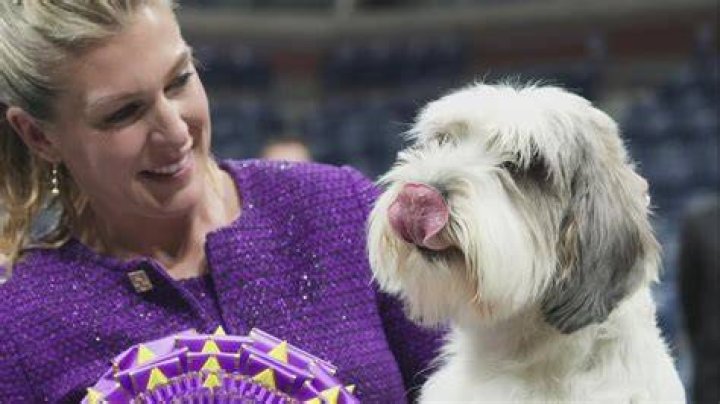 Thor The Bulldog Wins Best In Show Hollywood Life