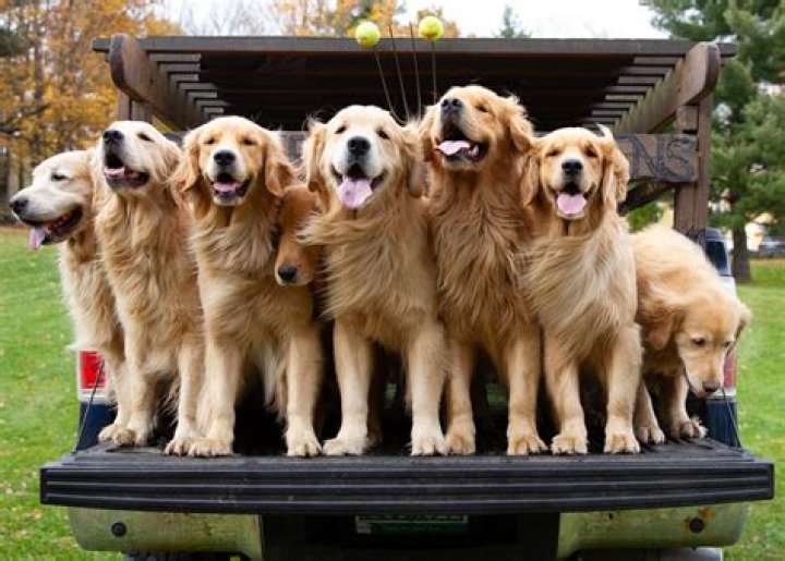 Uncover The Hidden Gems Of Golden Dog Farm: A Journey Of Discovery