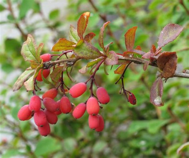 Unveil The Secrets Of The Barberry McMinnville Oregon: A Gardener's Paradise