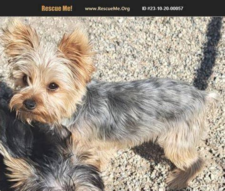 Unveiling The Secrets Of Yorkie Rescue Los Angeles: Discoveries And Insights