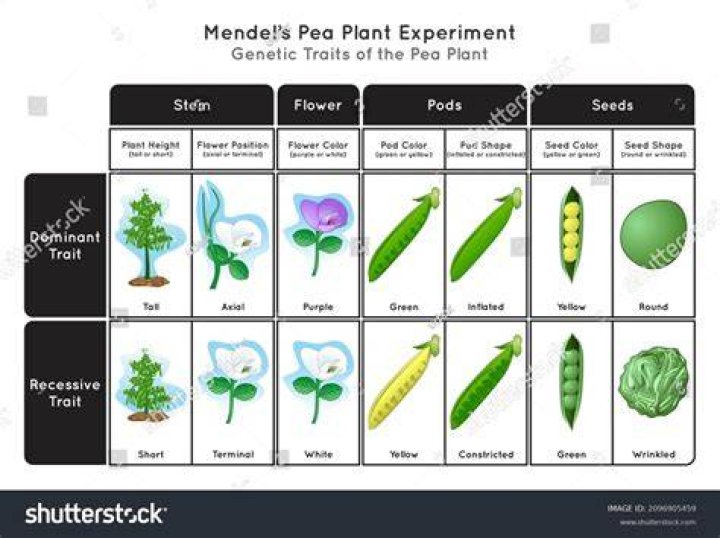 What pea plants did Mendel use? ·